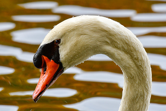 Mute swan
