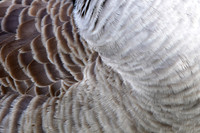 Canada goose feather pattern