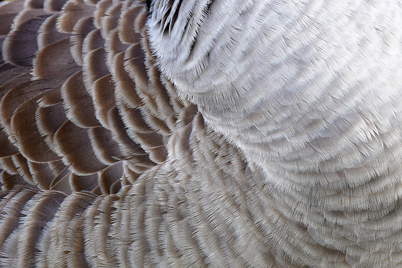 Canada goose feather pattern