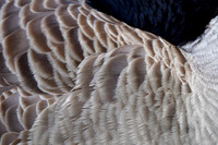 Canada goose feather pattern