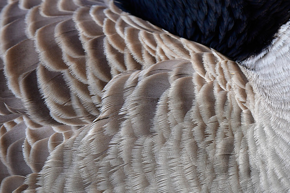 Canada goose feather pattern