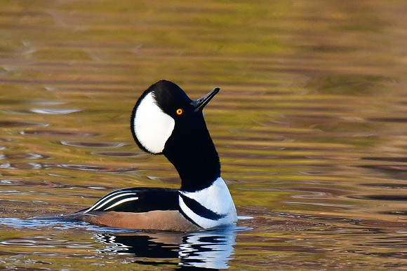 Hooded merganser (male)