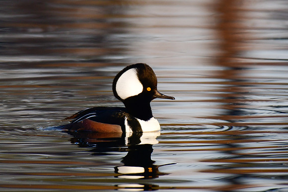 Hooded merganser (male)