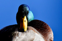Mallard (male)