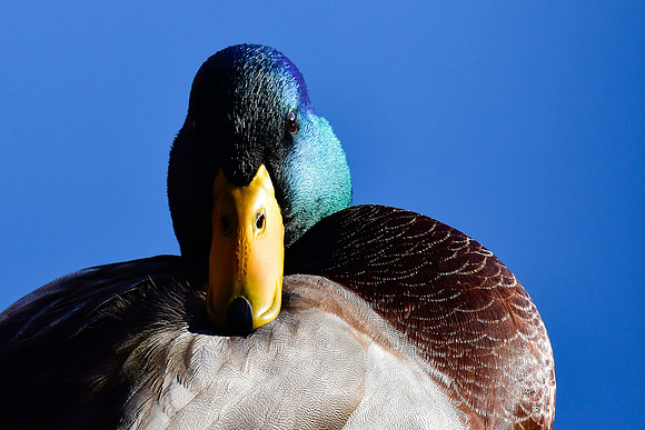 Mallard (male)