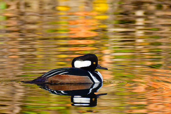 Hooded merganser (male) swimming in autumn reflections