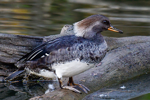 Hooded merganser (female)