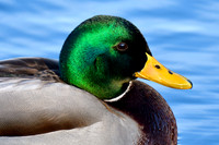 Mallard (male)
