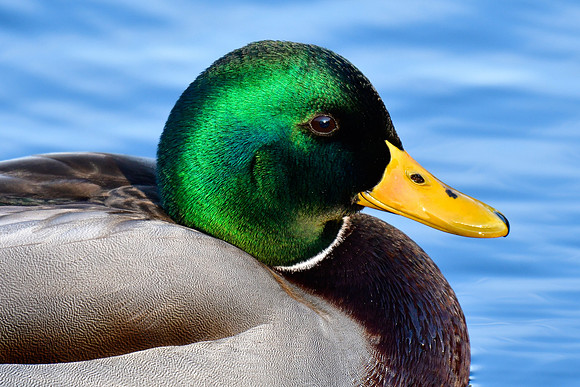 Mallard (male)