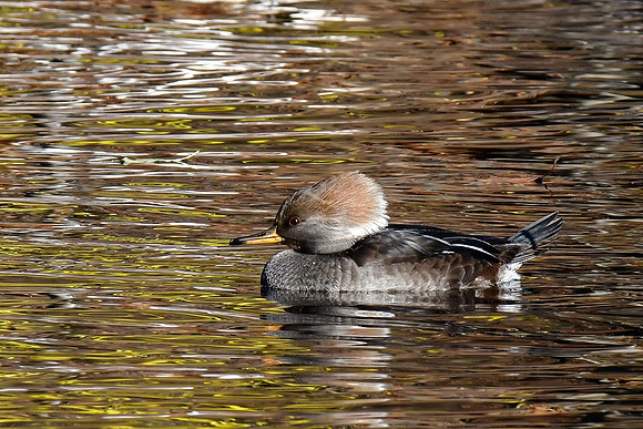 Hooded merganser (female)