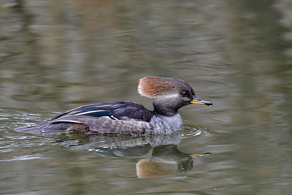 Hooded merganser (female)