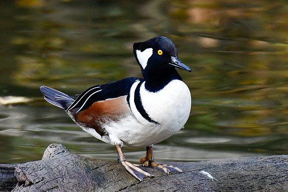 Hooded merganser (male)