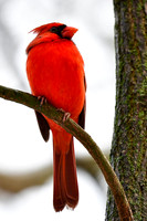 Northern cardinal (male)
