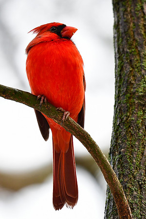 Northern cardinal (male)