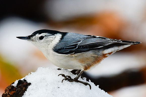 White-breasted nuthatch