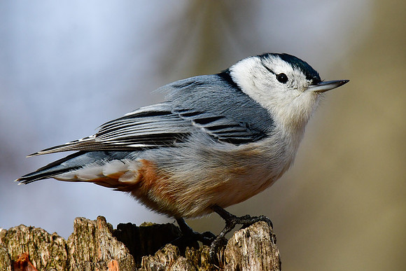 White-breasted nuthatch