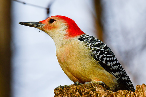 Red-bellied woodpecker (male)