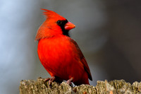Toronto Wildlife - Other Birds