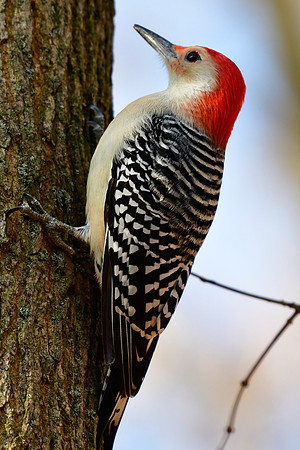 Red-bellied woodpecker (male)