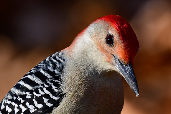 Red-bellied woodpecker (male)