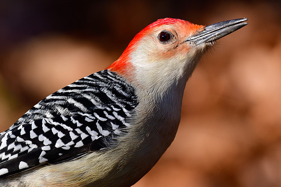 Red-bellied woodpecker (male)