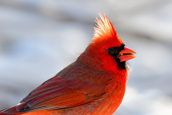 Northern cardinal (male)