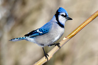Toronto Wildlife - Birds