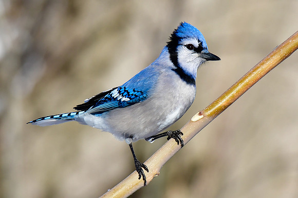 Blue jay