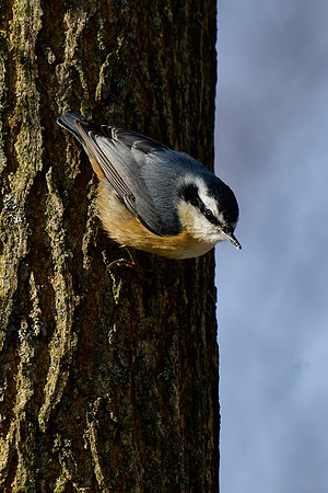 Red-breasted nuthatch