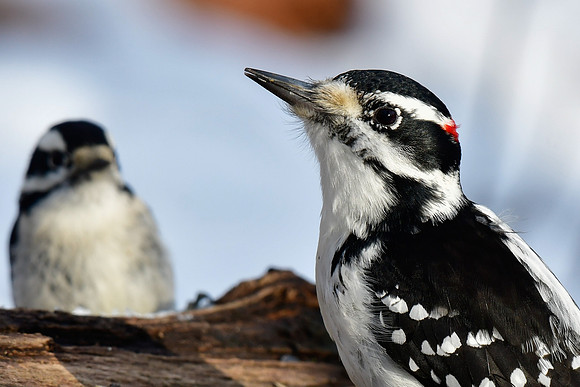 Hairy woodpecker (male)