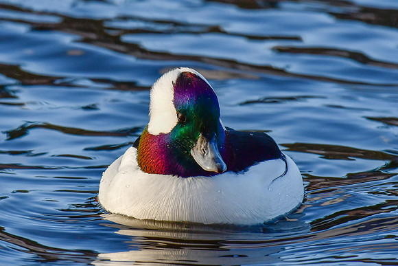 Bufflehead (male)