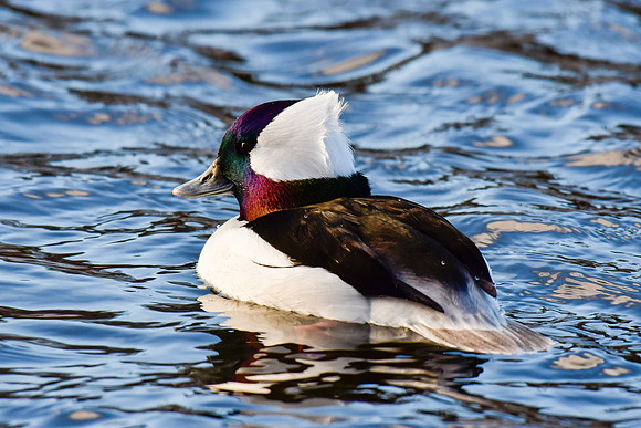 Bufflehead (male)