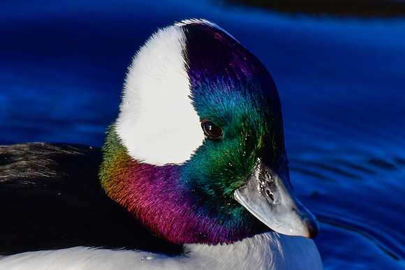 Bufflehead (male)