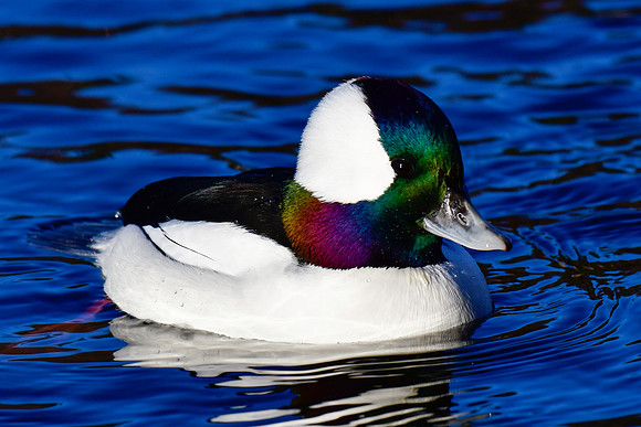 Bufflehead (male)