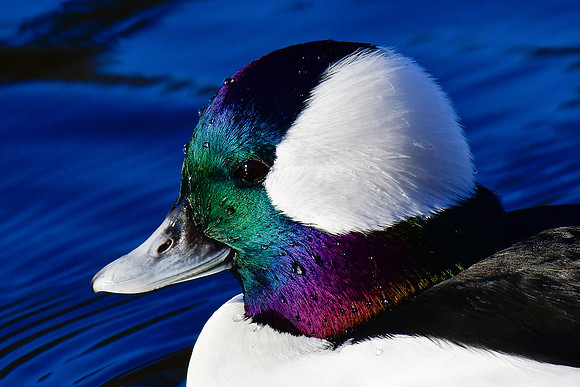 Bufflehead (male)
