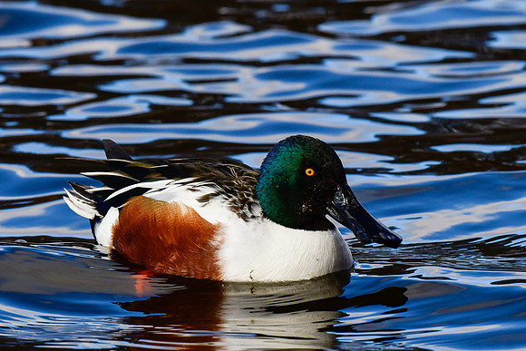 Northern shoveler (male)