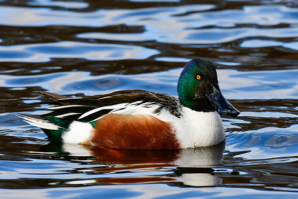 Northern shoveler (male)