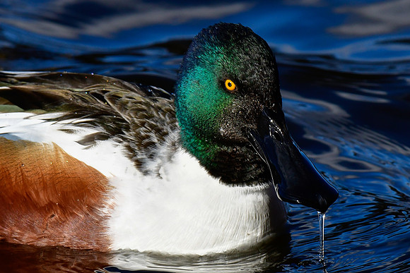 Northern shoveler (male)