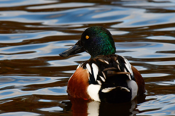 Northern shoveler (male)