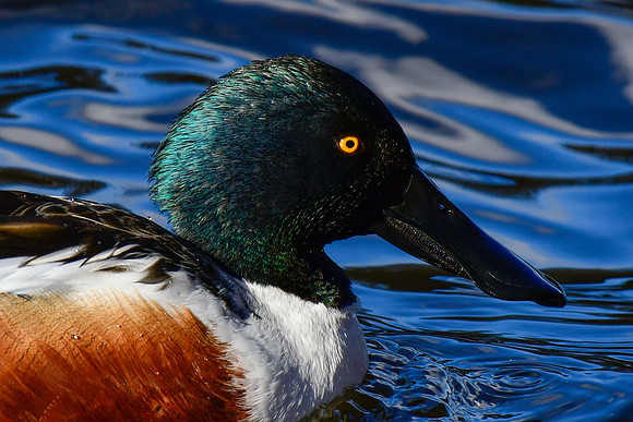 Northern shoveler (male)