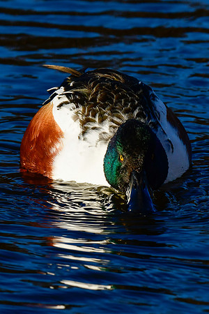 Northern shoveler demonstrating his shovelling technique