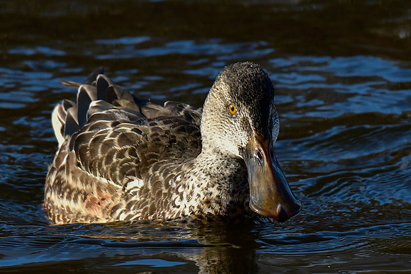 Northern shoveler (female)