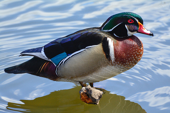 Wood duck (male)