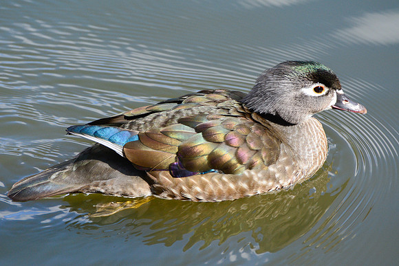 Wood duck (female)