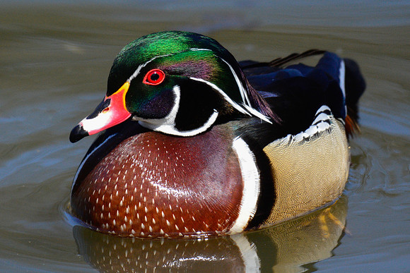 Wood duck (male)