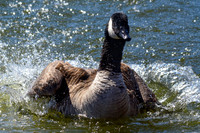 Canada goose having a bath