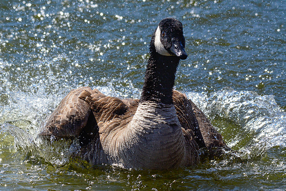 Canada goose having a bath