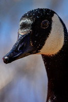 Canada goose