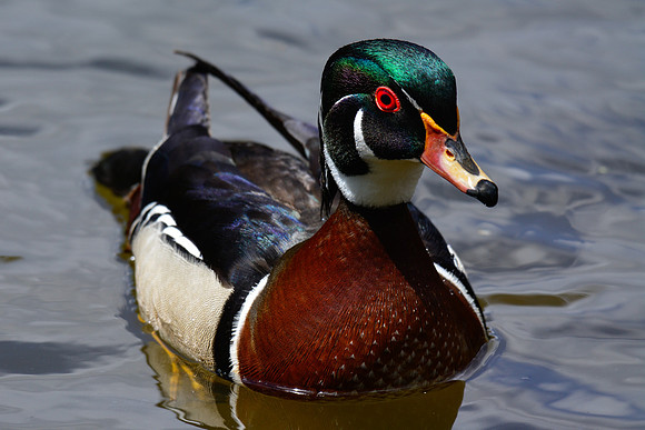 Wood duck (male)