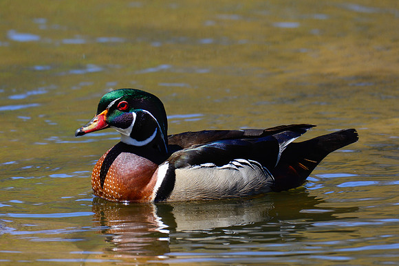 Wood duck (male)